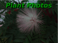 Plants Photos